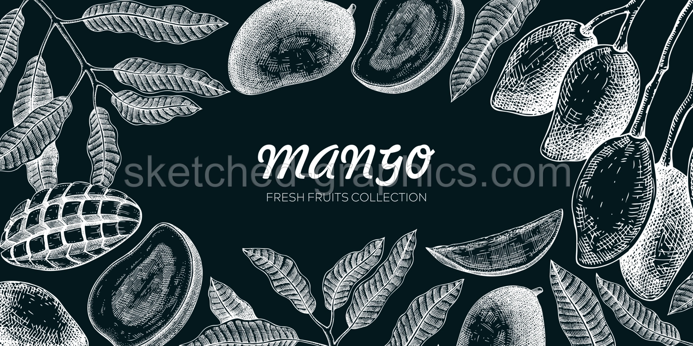 Mango background. Exotic fruit hand-drawn vector illustration. Mango fruit, tree branches, leaves sketches on chalkboard. Vintage frame, banner, juice packaging. Summer design element Illustration